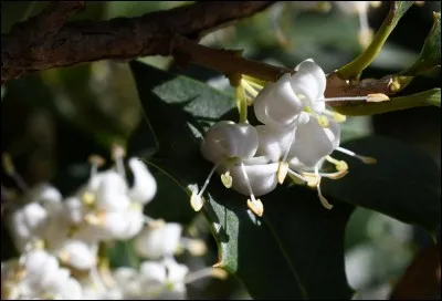 Ses fragrances font concurrence au jasmin si bien que les fleurs sont utilisées en parfumerie.