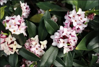 L'arbuste est consacré aux chants et aux poèmes.