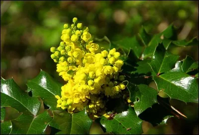 Le feuillage persistant est brillant, les cônes de fleurs jaunes dégagent une douce odeur de miel : j'ai nommé le beau [...].