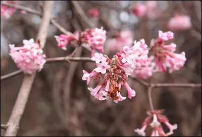 Un air de douceur, un souffle de vent suave et un rayon de soleil, et voilà que fleurit la délicate [...].