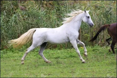 Ce cheval est...