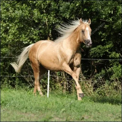 Ce cheval est..