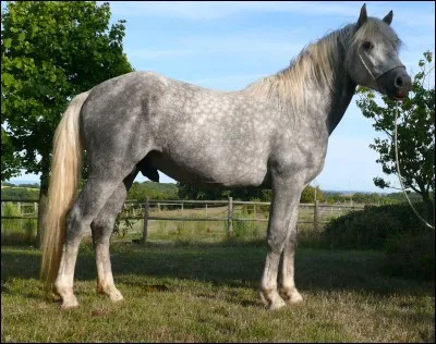 Les "pattes" sont des..