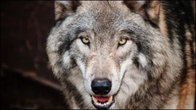 Ducobu et ses camarades sont attaqués par...