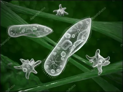 Puis ça se met à grouiller, ils se divisent et plus ils se divisent, plus ils se multiplient. Qui sont ceux qui n'ont aucun sens arythmétique ?