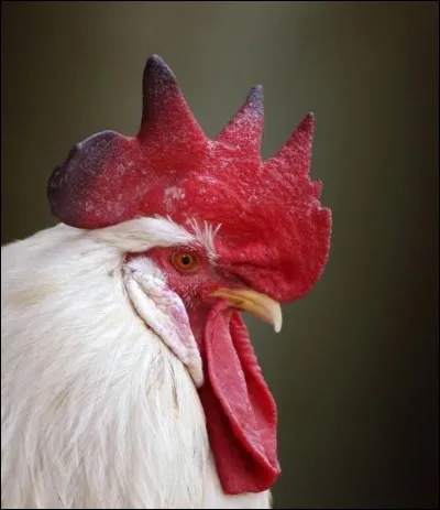 Son symbole est le coq.