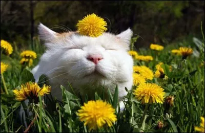 De quelle façon Nietzsche voit-il le bonheur ?