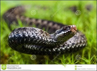 On me nomme 'vipère'. Je suis...