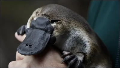 Je suis un 'ornithorynque' que suis-je ?