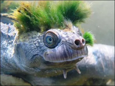 De quel animal s'agit-il ?