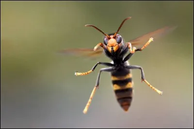 De quel animal s'agit-il ?