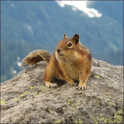 De quel animal s'agit-il ?