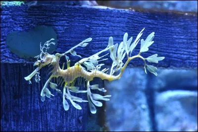 L'autre nom attribué au dragon de mer feuillu est "serpent feuille".