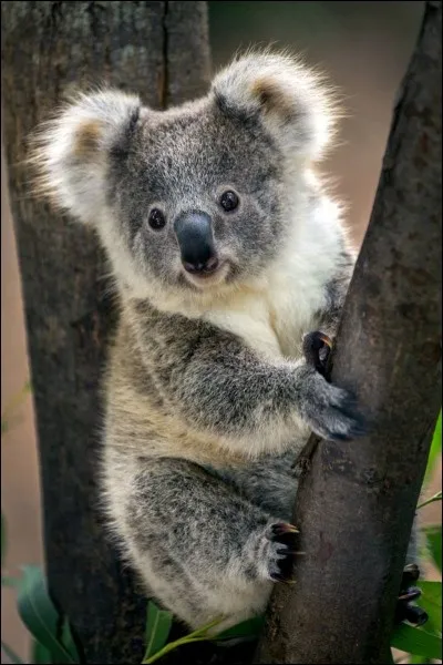 Le koala fait partie de la famille des phascolarctidés.