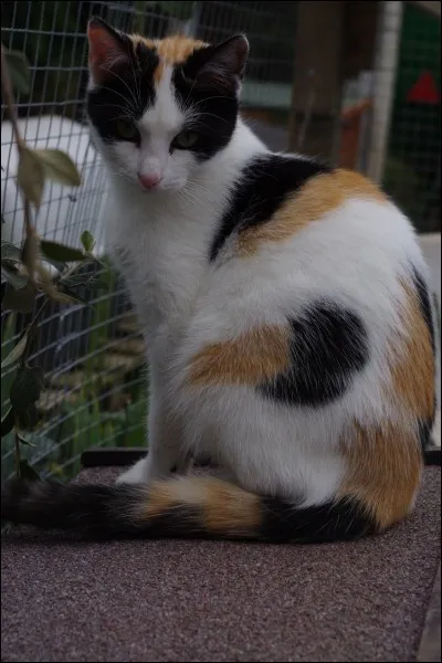 C'est un chat écaille de tortue.