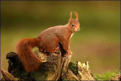 En captivité, les écureuils roux ont une espérance de vie de 6 à 7 ans.