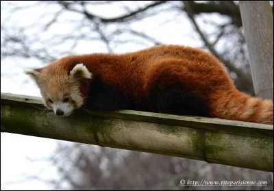 Un panda roux adulte fait 58 centimètres de longueur.