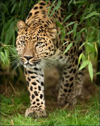 Le léopard de l'Amour est une espèce en voie de disparition.