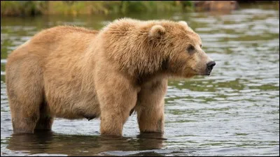 Les ours raffolent de la cannelle.