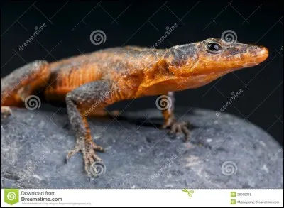 Comment s'appelle le lézard ?