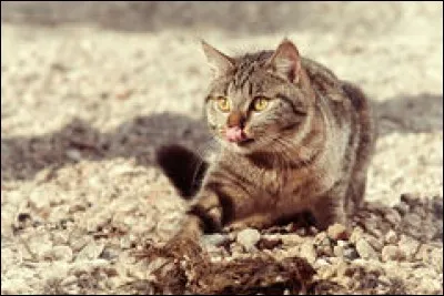 Les chats savent très bien nager.