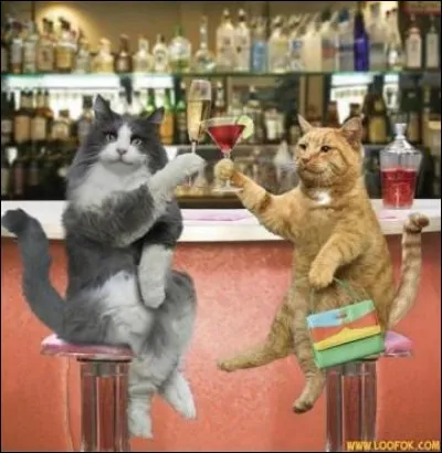 Combien de millilitres d'eau boit le chat, par jour ?