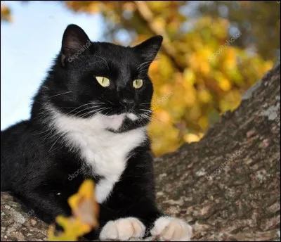 Les chats hérissent leurs poils uniquement lorsqu'ils sont en colère.