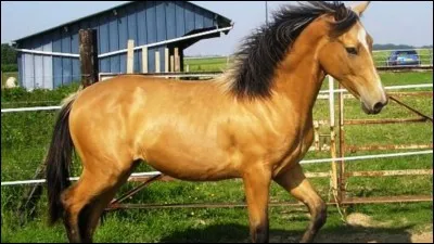 Quelle est la robe de ce cheval ?