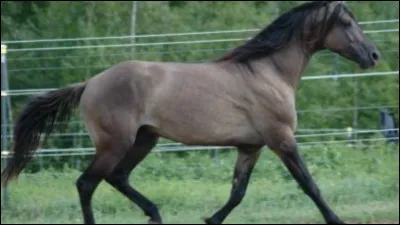 Quelle est la robe de ce cheval ?