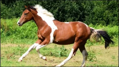 Quelle est la robe de ce cheval ?