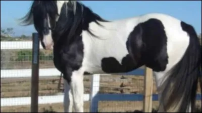 Quelle est la robe de ce cheval ?