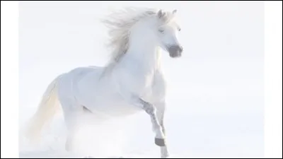 Quelle est la robe de ce cheval ?