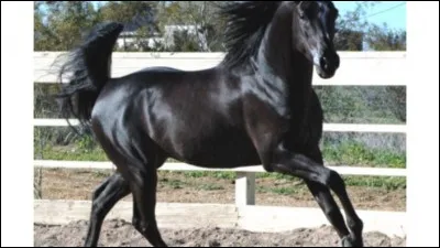 Quelle est la robe de ce cheval ?