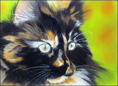 NuitEtoile - Les chats sont des...