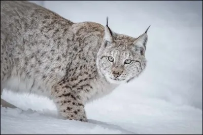 Ginny9999 - Quel autre nom donne-t-on au lynx boréal ?