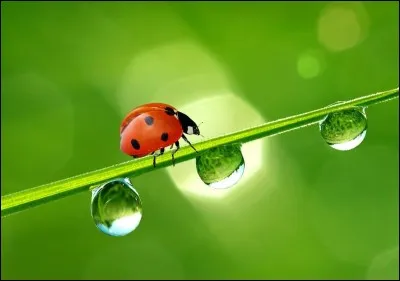 Madalove - Jusqu'à combien de points peut-il y avoir sur les ailes d'une coccinelle ?