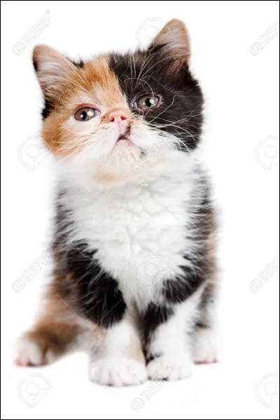 Qu'est-ce qu'une bière de mauvais goût ?