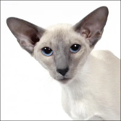 Quelle expression veut dire que même les personnes insignifiantes sont capables de nuire ?