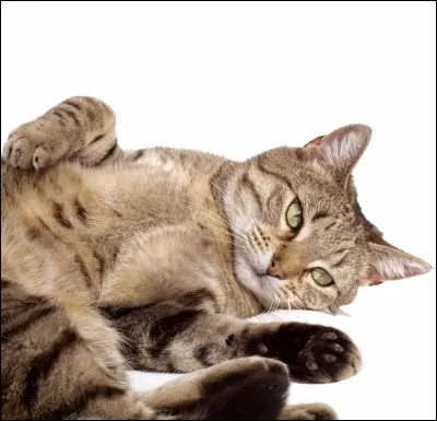 Quelle expression veut dire qu'il ne faut pas se fier aux apparences ?