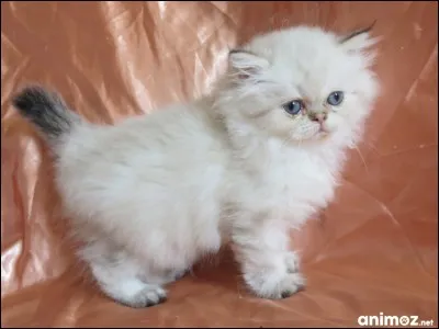 Quelle expression veut dire que l'on achète quelque chose sans en vérifier son état ?