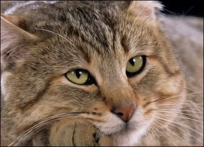 Quelle expression veut dire "une toilette rapide et sommaire" ?