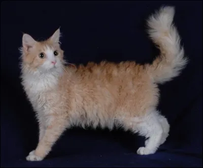 Quelle est cette manière de dire que l'on est enroué ?