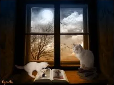 De qui est le roman "La Chatte" ?