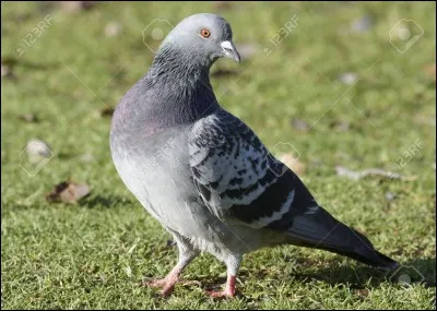 Quel est cet animal ?