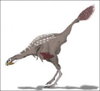 Vivant au Crétacé inférieur, il y a environ 125 millions d'années, le caudipteryx était un petit dinosaure à plumes incapable de voler et herbivore.