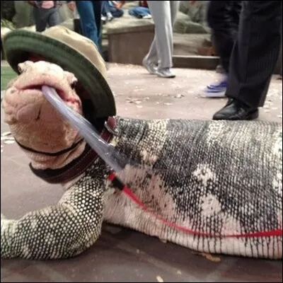 Comment s'appelle le lézard de Ravi ?