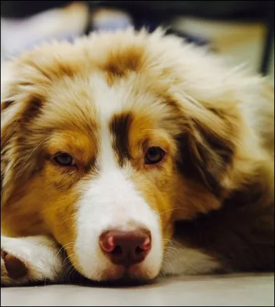 Pour toi, ton compagnon doit être :