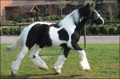 Quelle est la robe de ce cheval ?