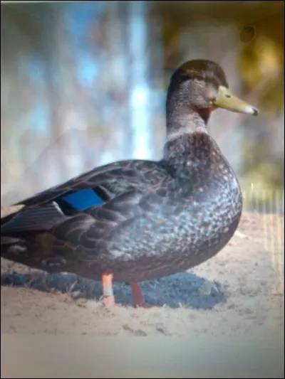 Quel est le nom de ce canard ?