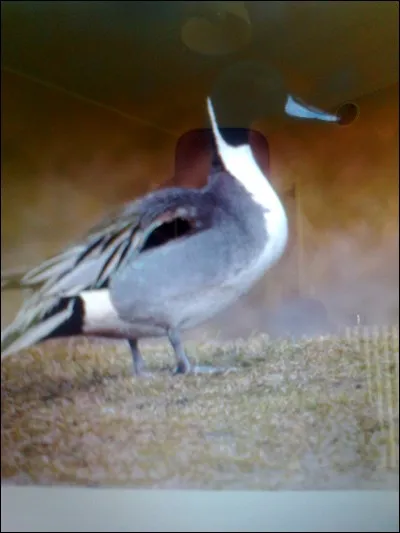 Quel est le nom de ce canard ?